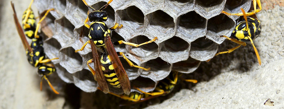 wasps-img